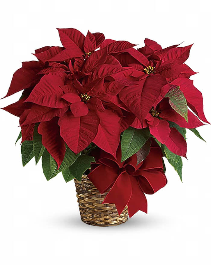 Red Poinsettia