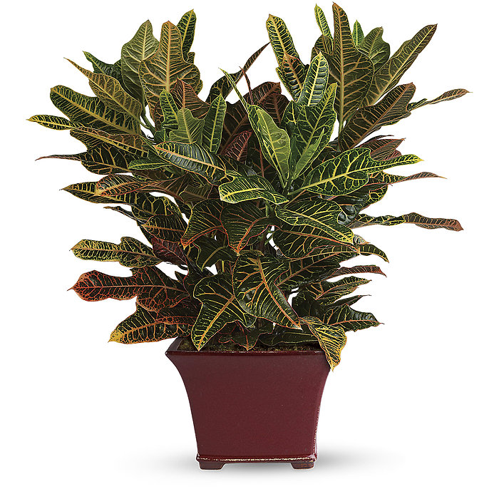 Colrful Croton