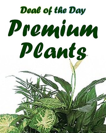 Premium Plants