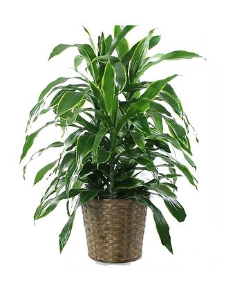Dracena Plant