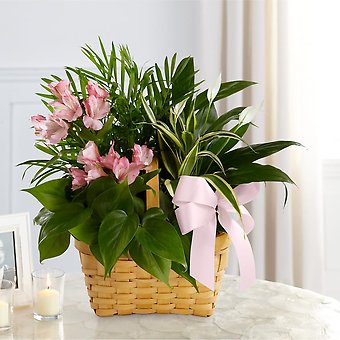 Living Garden Plant Basket