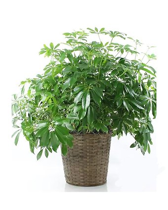 Arboricola Schefflera