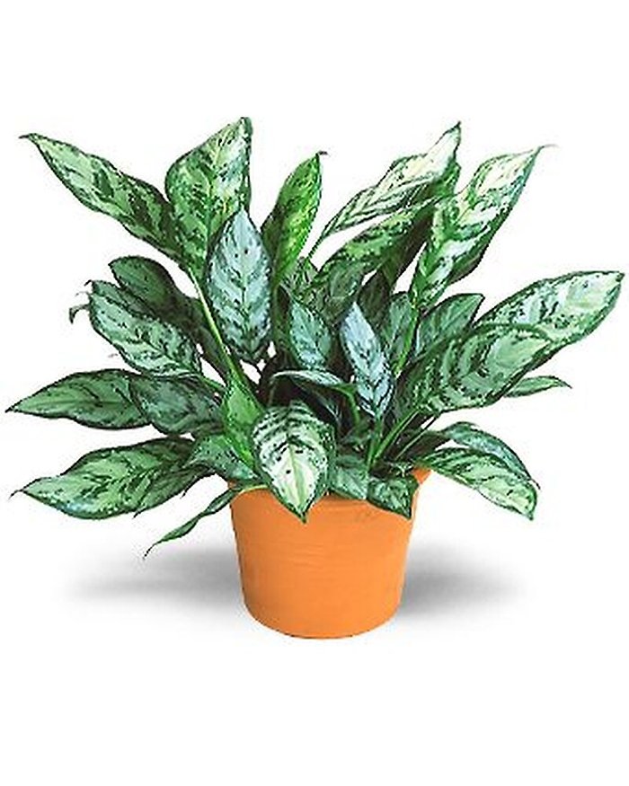 Chinese Evergreen