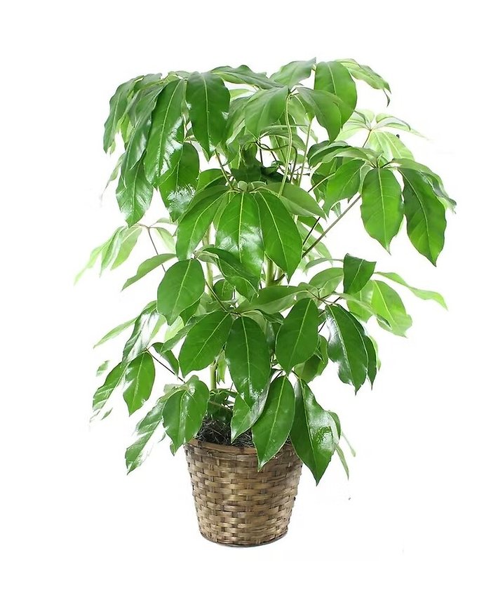 Amate Schefflera