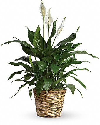 Simply Elegant Spathiphyllum (Peace Lily) - Medium